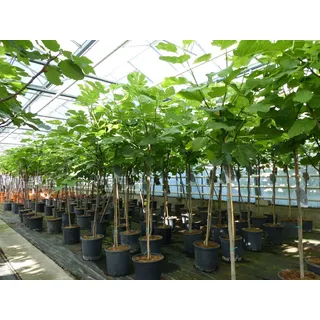 gruenwaren jakubik kompakter Feigenbaum 150 - 180 cm Obstbaum, winterhart, Ficus Carica, Feige