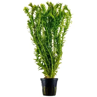 AquaOne Aquarium Pflanze Elodea Canadensis I Kanadische Wasserpest Wasserpflanze Aquariumpflanze Stängelpflanze einfach pflegeleicht Aquascaping Dekoration