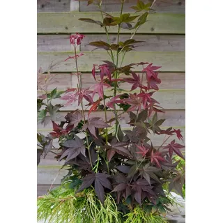 Pflanzen für Dich Gehölze Acer palmatum Ruby Stars, 1 St., Japanischer Ahorn, Fächerahorn rot