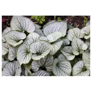 Stauden Gänge 10 x Brunnera macrophylla 'Jack Frost‘ im 1 Liter Topf (Winterhart/Stauden/Staude/Mehrjährig/Bodendecker) Kaukasus Vergissmeinnicht - tolle Blattschmuckstaude -absolut Pflegeleicht