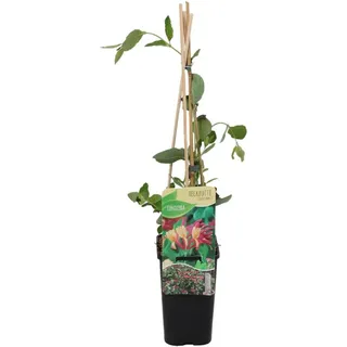 Bloomique - Lonicera Heckrottii Goldflame - Geißblatt - Rot, Gelb - Kletterpflanzen - Gartenpflanzen - Winterhart - Topf 15 cm - 70-80 cm hoch