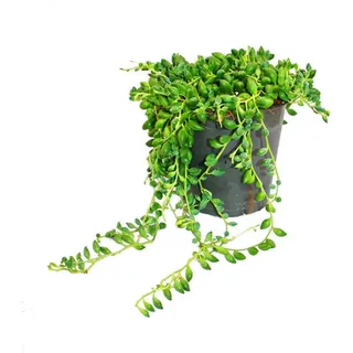 EXOTENHERZ Erbse am Band Senecio herreanus im 9cm Topf