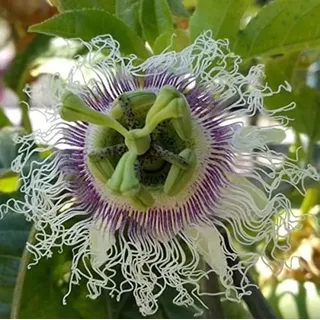 Winterharte Passionsblume Passiflora edulis 'Frederick' ca. 30 cm - exotische Schönheit - mehrjährige Kletterpflanze