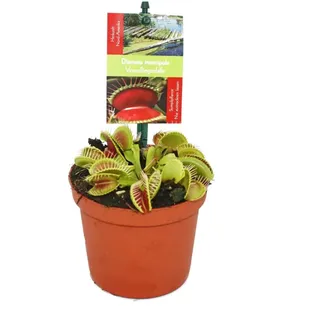 EXOTENHERZ Venusfliegenfalle Dionaea Muscipula 9cm Topf