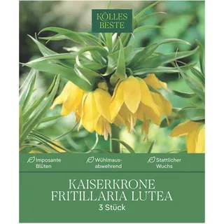 Kaiserkrone (Fritillaria Imperialis Lutea) gelb, 3 Blumenzwiebeln