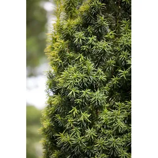 Pflanzen Für Dich Taxus baccata, Eibe, immergrün, 20–30 cm