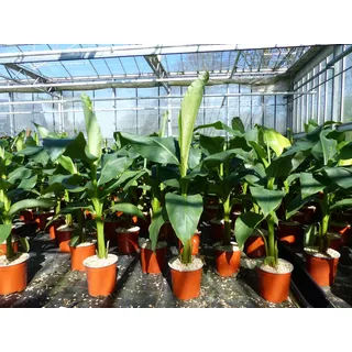 grünwaren Bananenstaude Musa Basjoo 80 - 100 cm winterhart Staude japanische Faserbanane