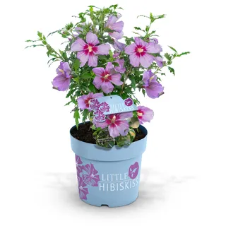 Tchibo - Hibiskusstrauch - rosa